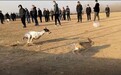 暗访河间“狗撵兔”赌局：每场下注上万元，庄家抽成20%