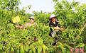 河北平乡：“创森惠民” 让城乡居民共享“绿色福利”