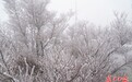 武汉木兰山顶 雾凇景观上线