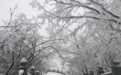 亮了！下雪的武当山中道长和弟子们还能这么玩