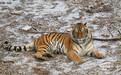长春动植物公园老虎“虎虎生威”迎虎年