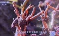 “甘味”农特产品亮相央视 凭“实力”狂圈粉