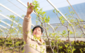 陕西大荔：10名冬枣产业带头人获得158万元免息贷款