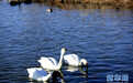 张掖国家湿地公园春意浓 天鹅戏水舞翩翩