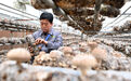 陇南徽县擦亮食用菌“金名片” 敲开群众“致富门”