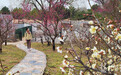 河北石家庄：赏花探春