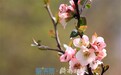 泉城公园木瓜海棠花绽放 幽香淡雅好迷人