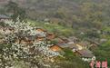 广西北部山村李花盛开如世外桃源 “空巢村”因旅游复苏