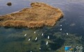 甘肃高台：黑河湿地白鹭飞 别样春色惹人醉