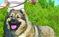 俄罗斯名犬，充满传奇色彩