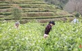 茶山变金山 茶区变景区 婺源茶旅融合助推乡村振兴