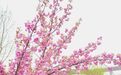 西安翻译学院七国语言版《错位时空》尽展西译之美