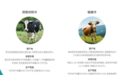 明一鲜奶：纯正牛源保证全面营养，巴氏灭菌提升鲜奶质量