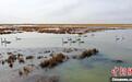 万鸟翔集舞翩跹 甘肃“高原湖泊”开起春日“精灵趴”