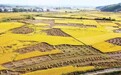 凤凰深度| 新冠疫情大考之下，农业大省吉林如何让中国饭碗多装粮？