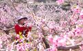 河北丰润：桃花艳 管护忙