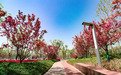 畅游西安航天基地北美海棠园的花海