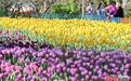 河北秦皇岛：郁金香花开迎客来