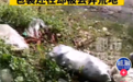 上海松江郊外发现包装蔬菜被丢弃荒地 相关部门立案调查