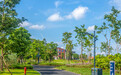 青岛全市60个公园今年内完成整治