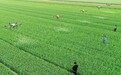 襄汾县组织植保无人机对全县麦田开展“一喷三防”作业
