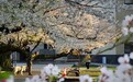 日本 沉迷樱花不能自拔