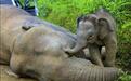 动物有情感吗？ 最新研究：亚洲大象可能会哀悼死亡同胞