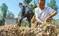 陇南成县：大蒜丰收蒜农乐