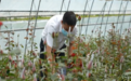 长春市双阳区：玫瑰园里开出“致富花”