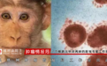 韩国发现首例猴痘疑似病例，传入中国风险大吗？
