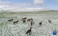 新疆喀拉峻草原夏日飘雪