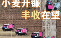 按图索冀｜河北麦收喜开镰