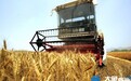河南多个小麦新品种最高亩产破900公斤 丰产背后你可知麦种更新多少代