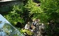 北京夫妻在家造植物园：200㎡四合院，留给600多种植物