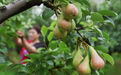 河北赵县：袖珍香梨香溢四方