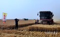 亩产808.6公斤！河北优质专用小麦实现高产