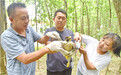 宁强县快速救治一只受伤国家二级重点保护动物游隼