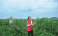 长沙县果园镇：药材变药“财” 产业旺起来