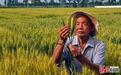 河北小麦专家郭进考：把小麦“金种子”牢牢攥在中国人手中