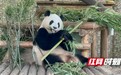 在长沙的大熊猫“大美”5岁生日啦 祝它成年快乐