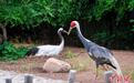 齐齐哈尔龙沙动植物园：丹顶鹤与白枕鹤产下“混血蛋”