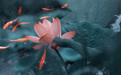 二十四节气：倏忽温风至，因循小暑来