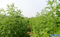 河南南阳：小艾草种出“大产业”