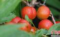 河北武邑千亩“高钙果”欧李结出致富果 亩收入近万元