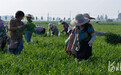 河北望都：韭苔迎丰年