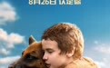 电影《忠犬帕尔玛》定档826国际爱狗日 真实事件改编加倍感动