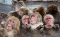 日本山口市发生“人猴大战”：野猴频繁攻击人类 45人受伤