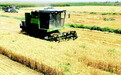种小麦还有补贴！肃州小镇夏粮归仓“麦”向丰收