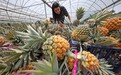 江西东乡：凤梨喜丰收 水果采摘带动乡村游