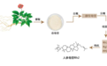 面对“亚健康”，人参皂苷对症下药！